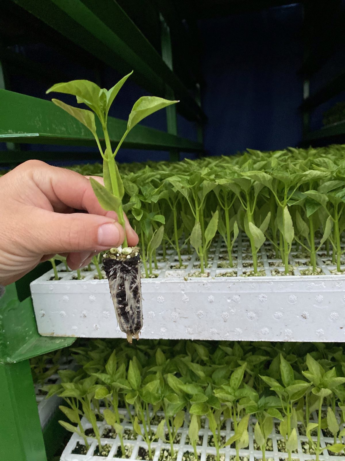 Agrisales greenhouse and transplant photo — 63814963174 d8bf89ea e62c 4694 9ac0 37b6eea599a0