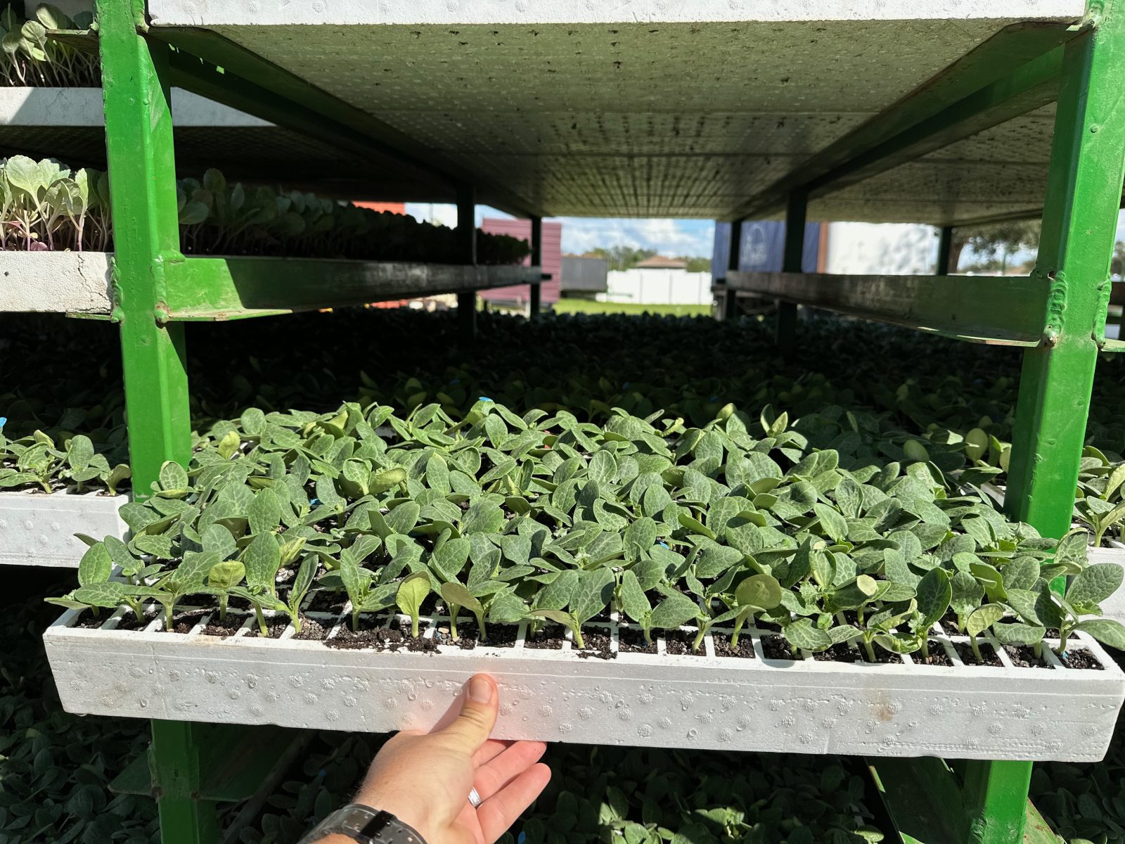 Agrisales greenhouse and transplant photo — 68833119619 9dc67f05 f487 48bf aca6 3c4ca2e0ce4c