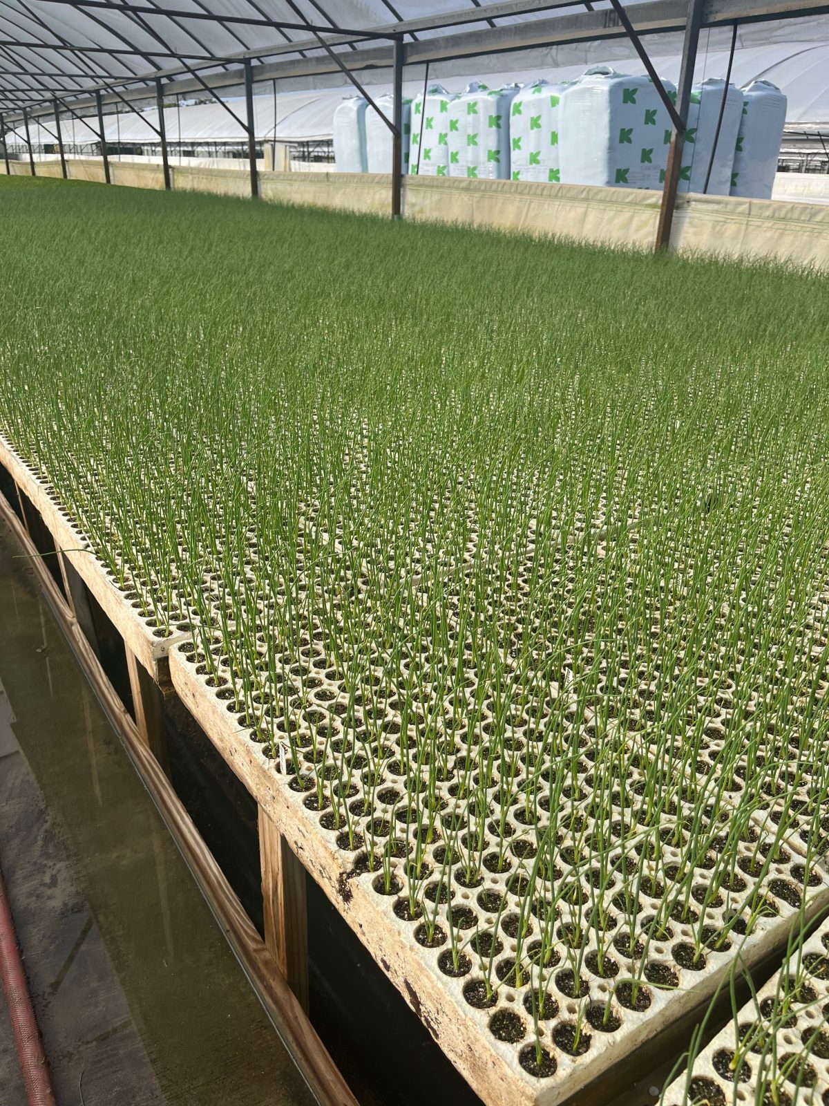 Agrisales greenhouse and transplant photo — 75561906138 603829e2 fdd7 40a3 a0db a55b55a45f35