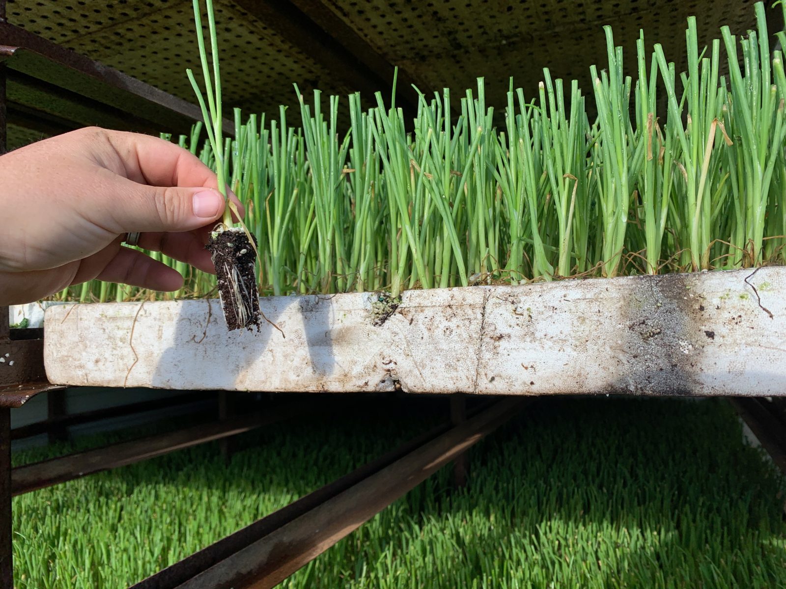Agrisales greenhouse and transplant photo — a1