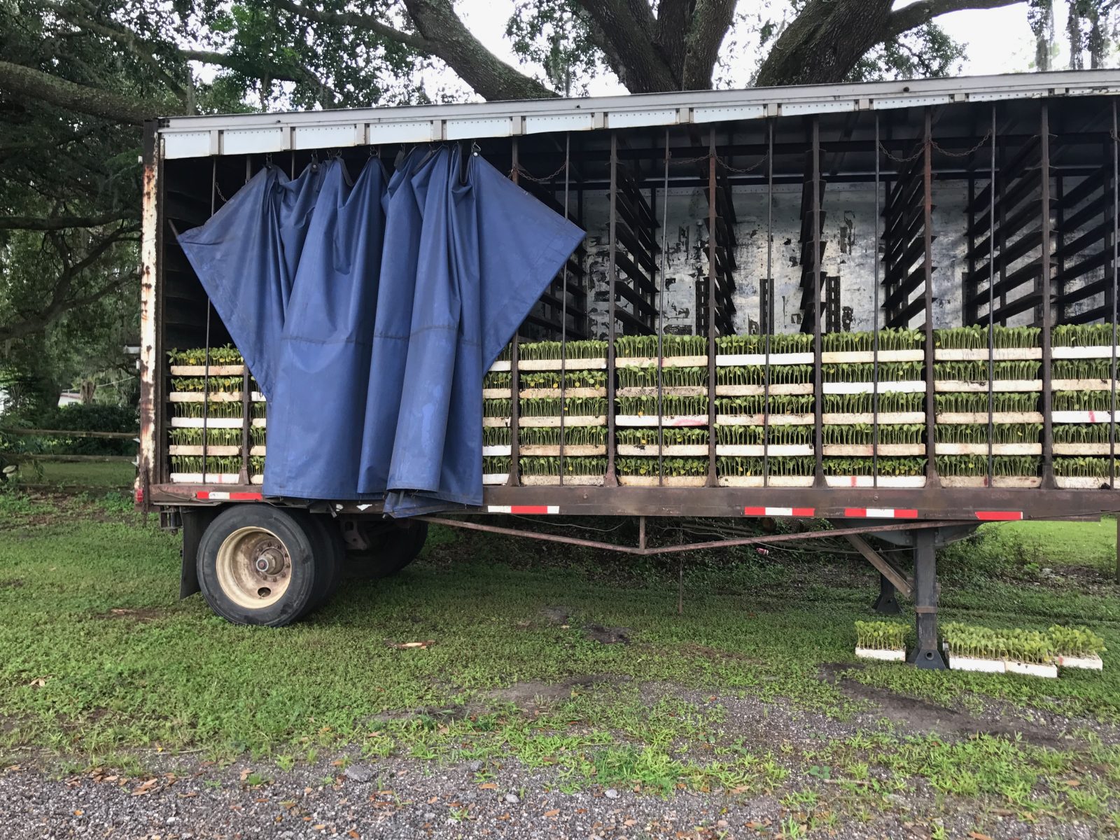 Agrisales greenhouse and transplant photo — a11