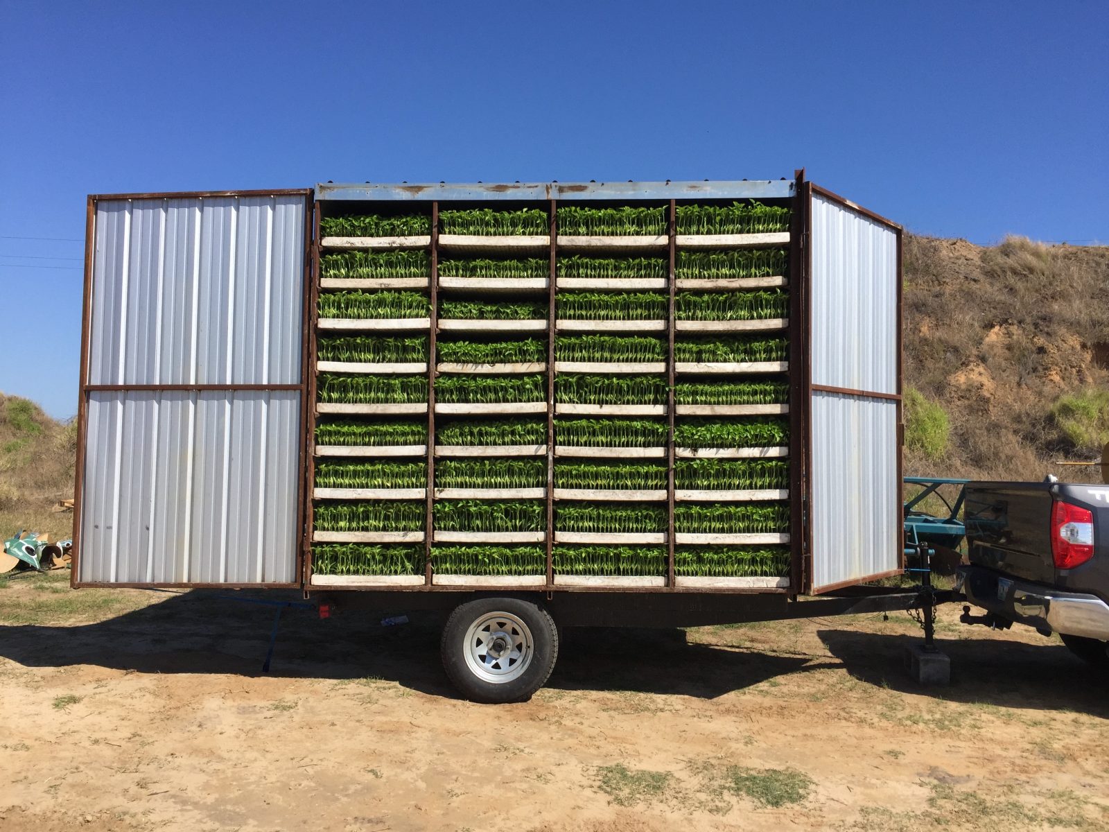 Agrisales greenhouse and transplant photo — a13