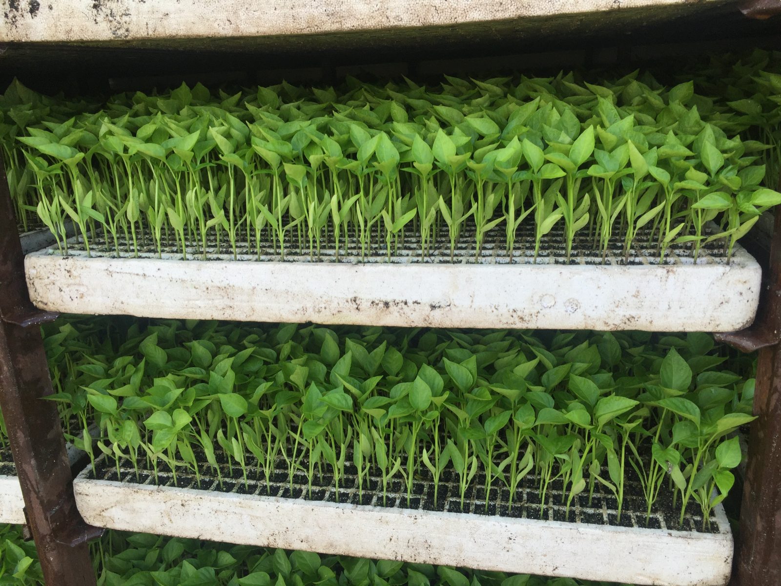 Agrisales greenhouse and transplant photo — a14