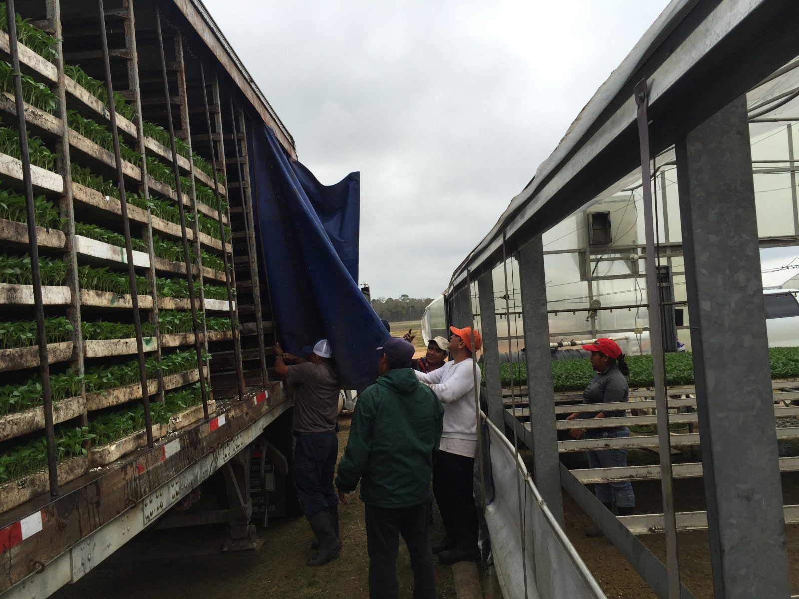 Agrisales greenhouse and transplant photo — a15