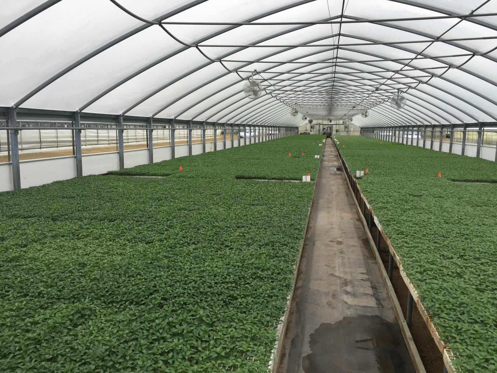 Agrisales greenhouse and transplant photo — a16
