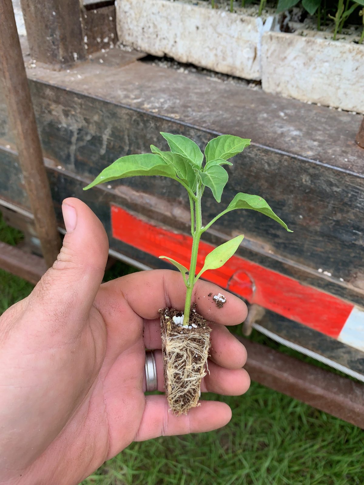 Agrisales greenhouse and transplant photo — a2