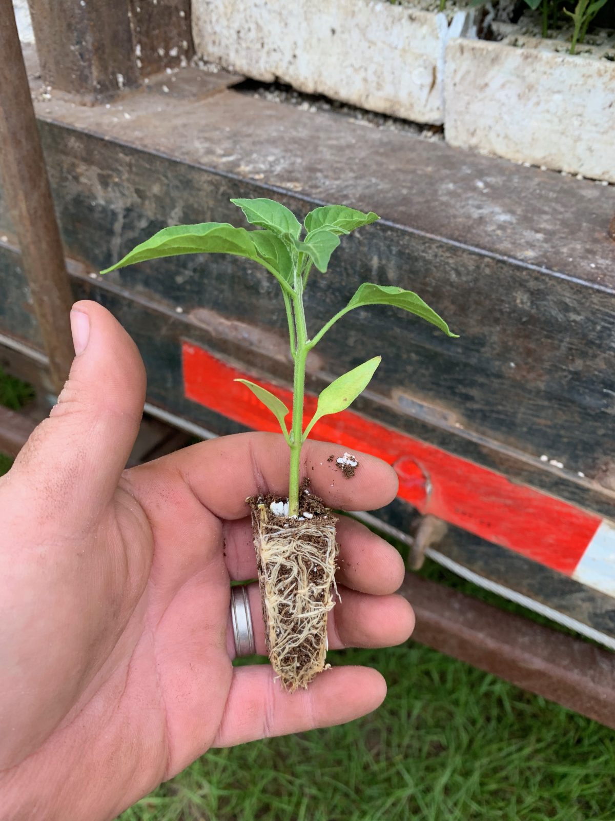 Agrisales greenhouse and transplant photo — a3
