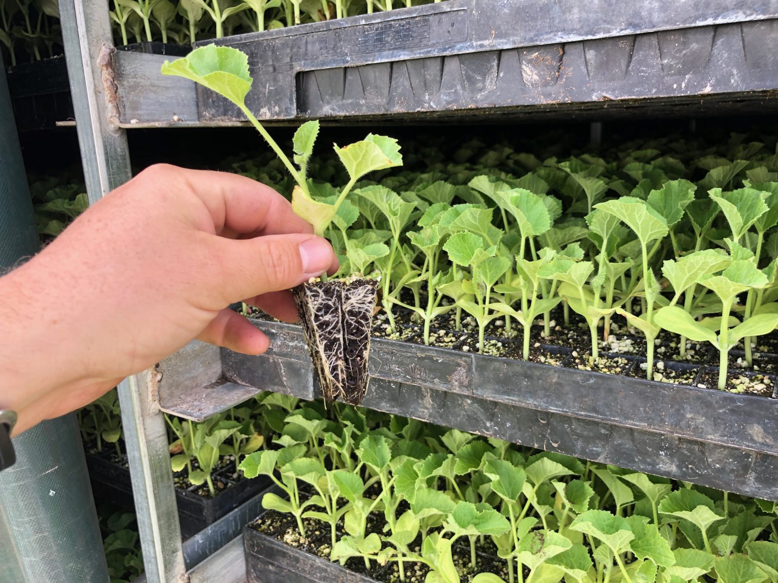 Agrisales greenhouse and transplant photo — a4