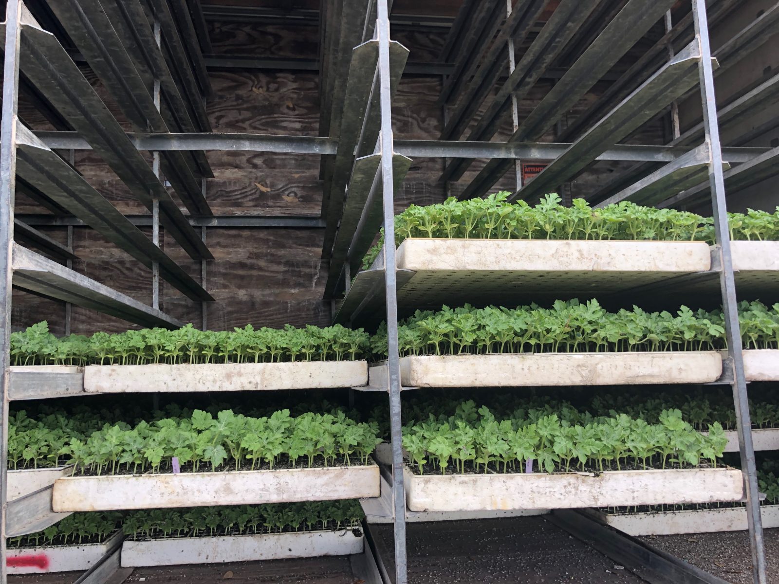 Agrisales greenhouse and transplant photo — a5