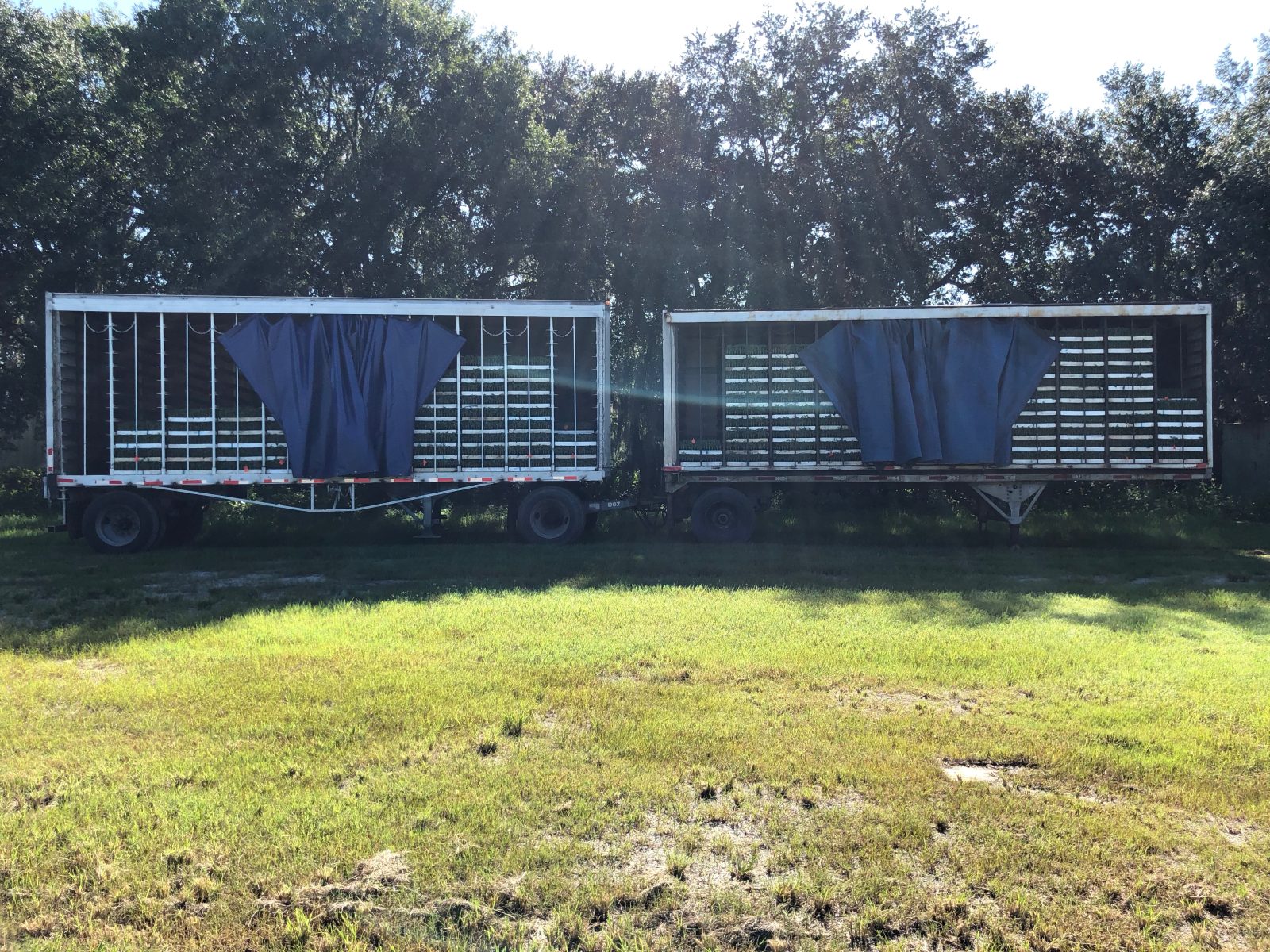 Agrisales greenhouse and transplant photo — a8