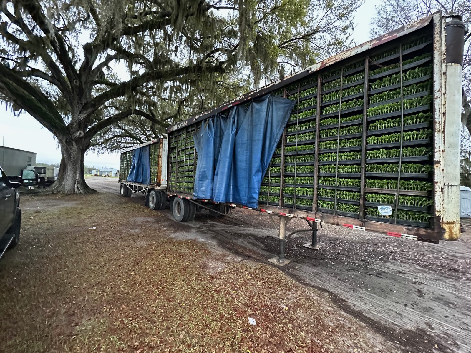 Agrisales greenhouse and transplant photo — d