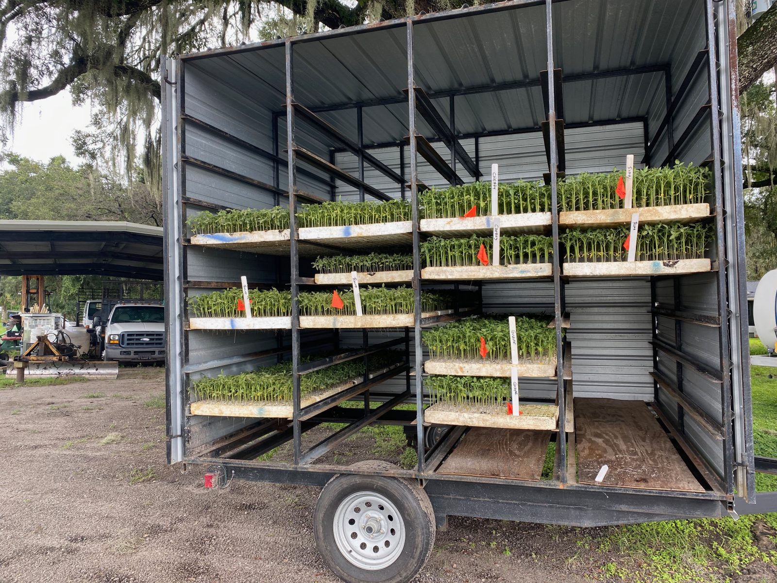 Agrisales greenhouse and transplant photo — img 0005