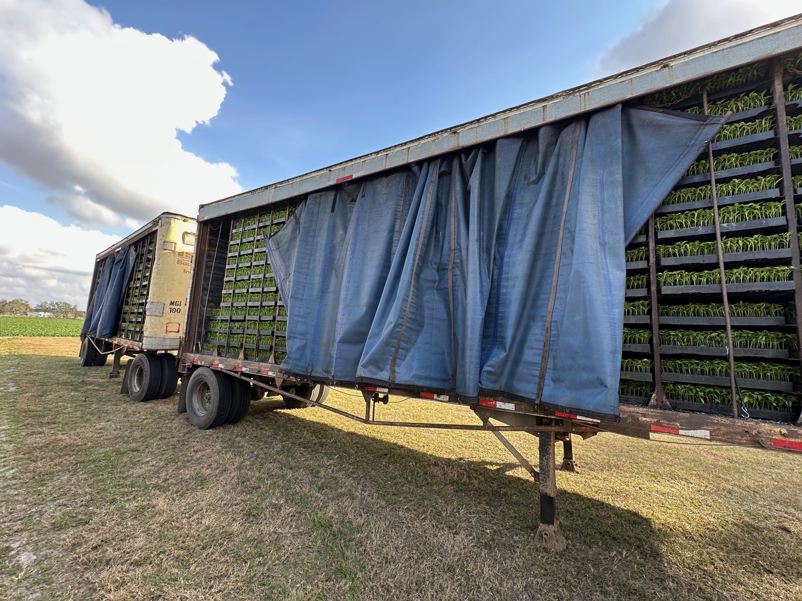 Agrisales greenhouse and transplant photo — img 0270