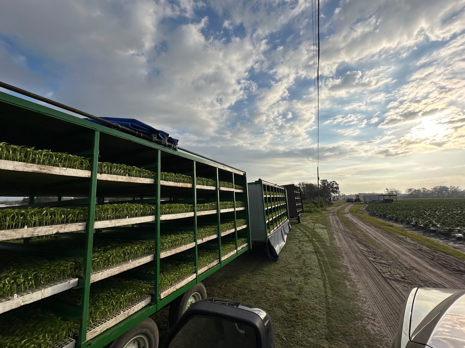 Agrisales greenhouse and transplant photo — img 0360