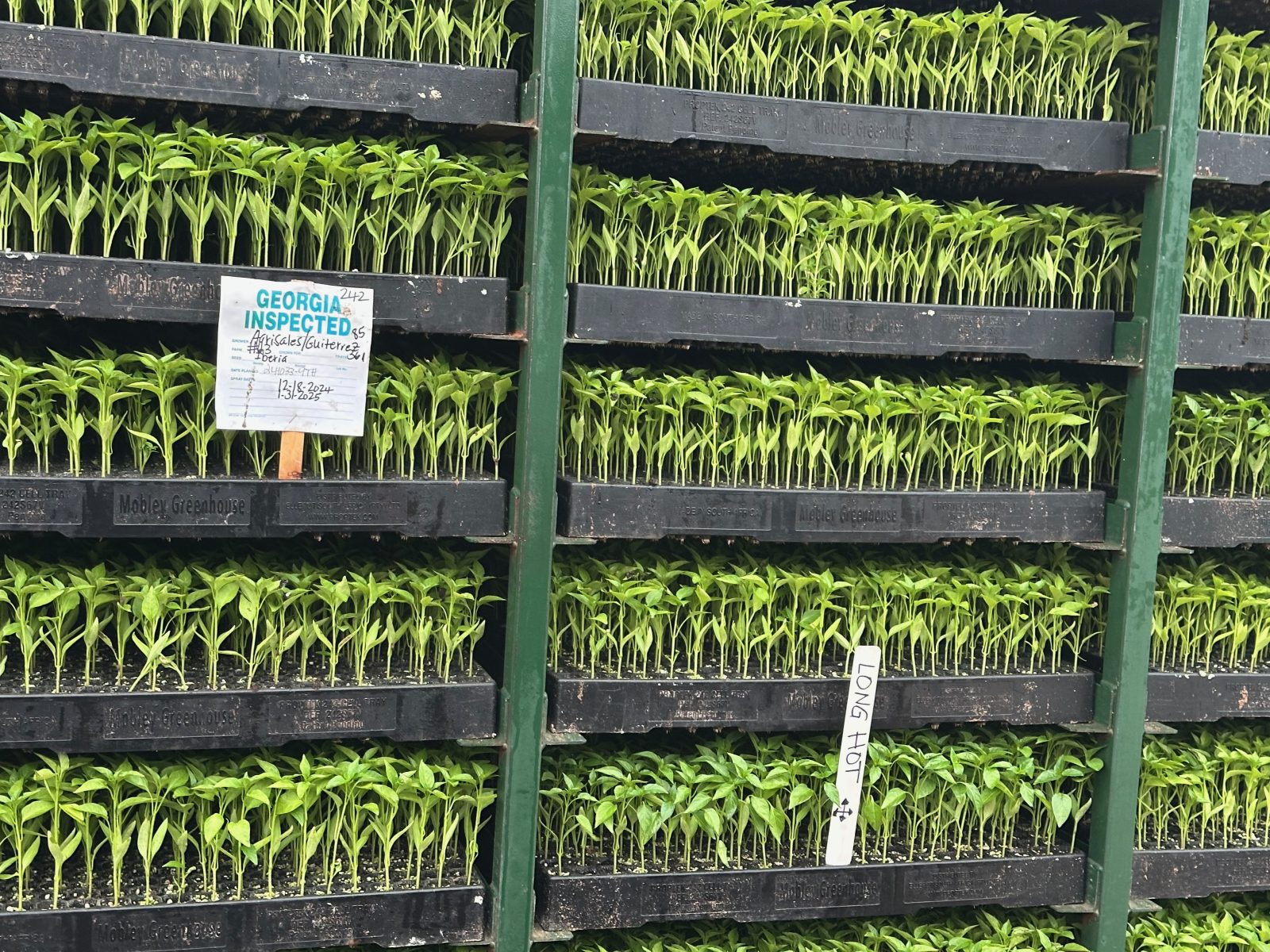 Agrisales greenhouse and transplant photo — img 0380
