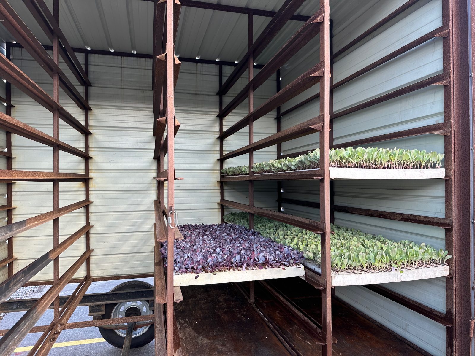 Agrisales greenhouse and transplant photo — img 0442