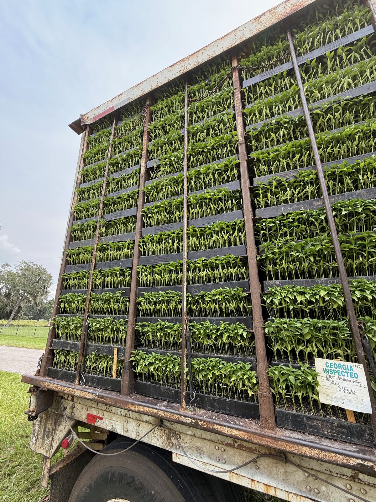Agrisales greenhouse and transplant photo — img 0868