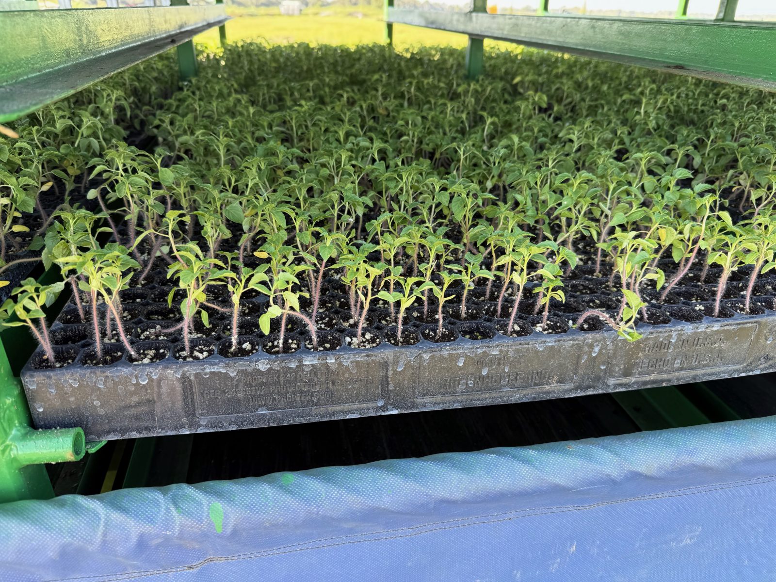 Agrisales greenhouse and transplant photo — img 0910