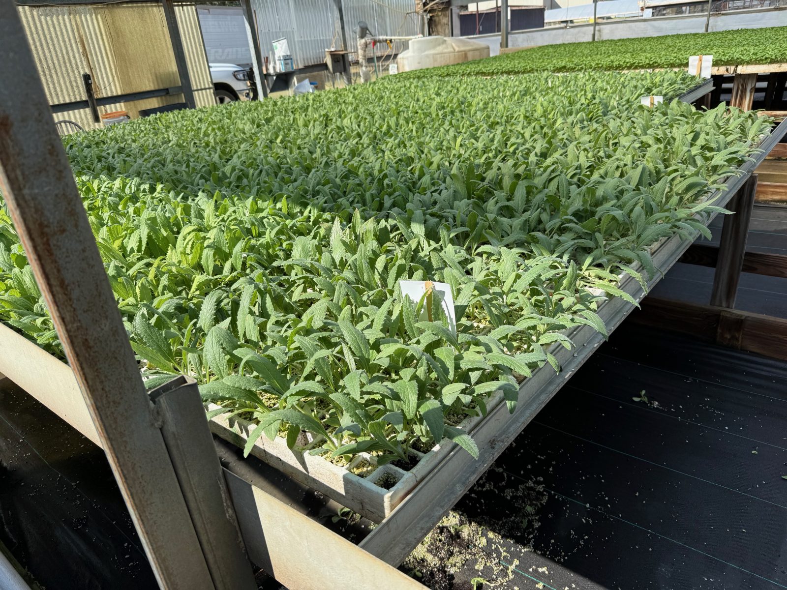 Agrisales greenhouse and transplant photo — img 1071