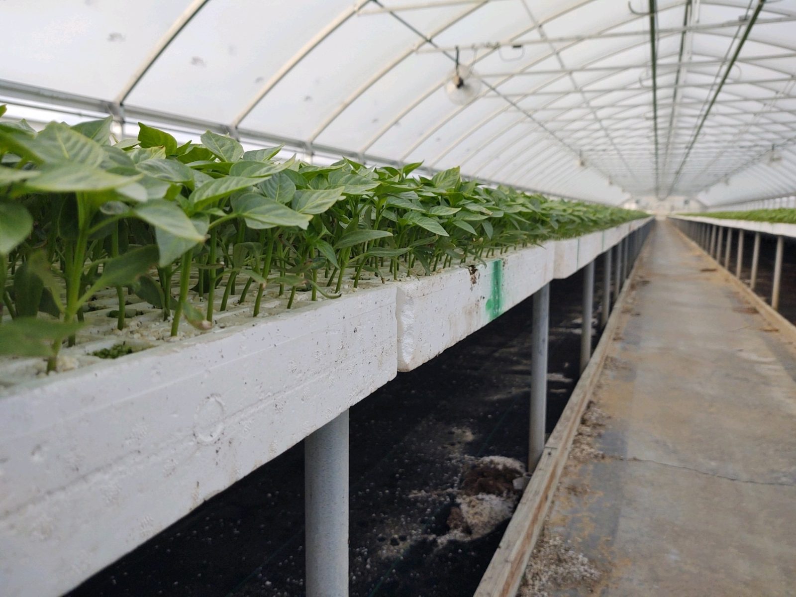 Agrisales greenhouse and transplant photo — img 1635