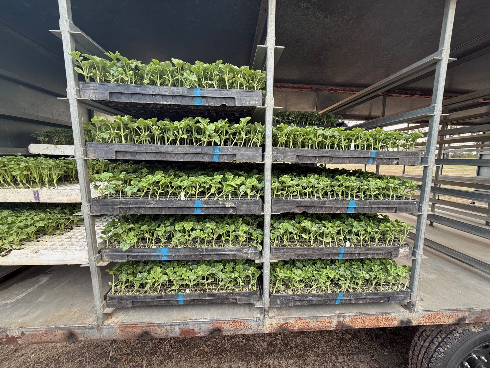 Agrisales greenhouse and transplant photo — img 2657