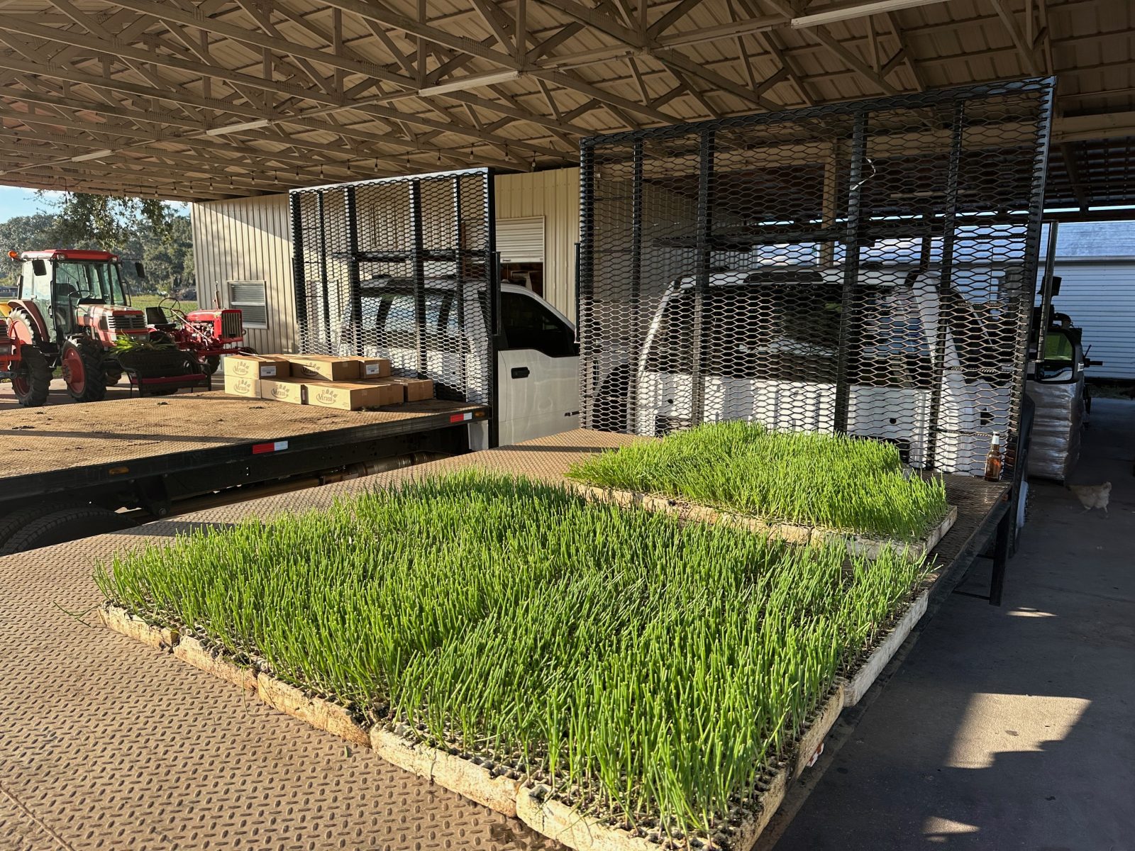 Agrisales greenhouse and transplant photo — img 4128