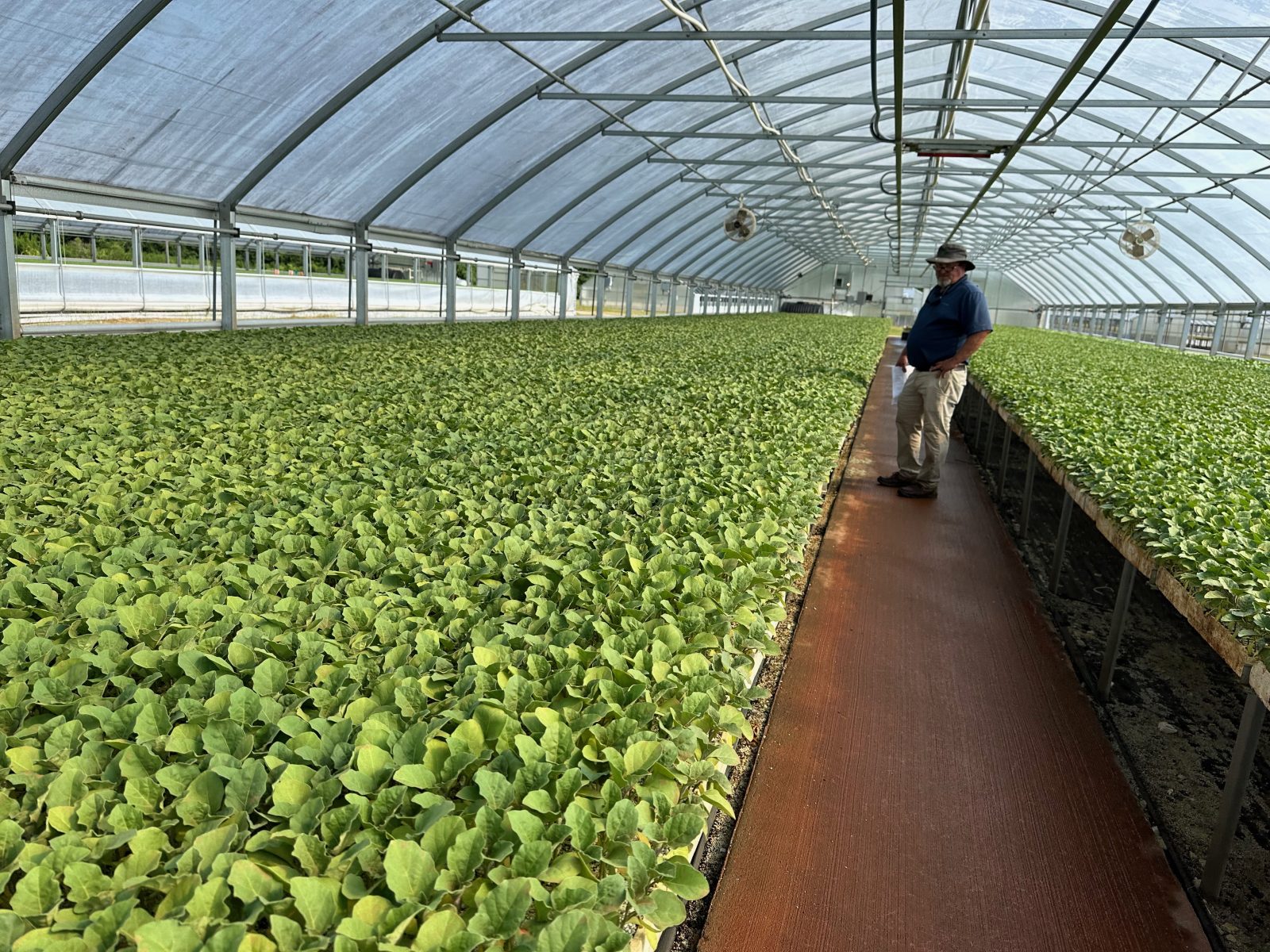 Agrisales greenhouse and transplant photo — img 8118