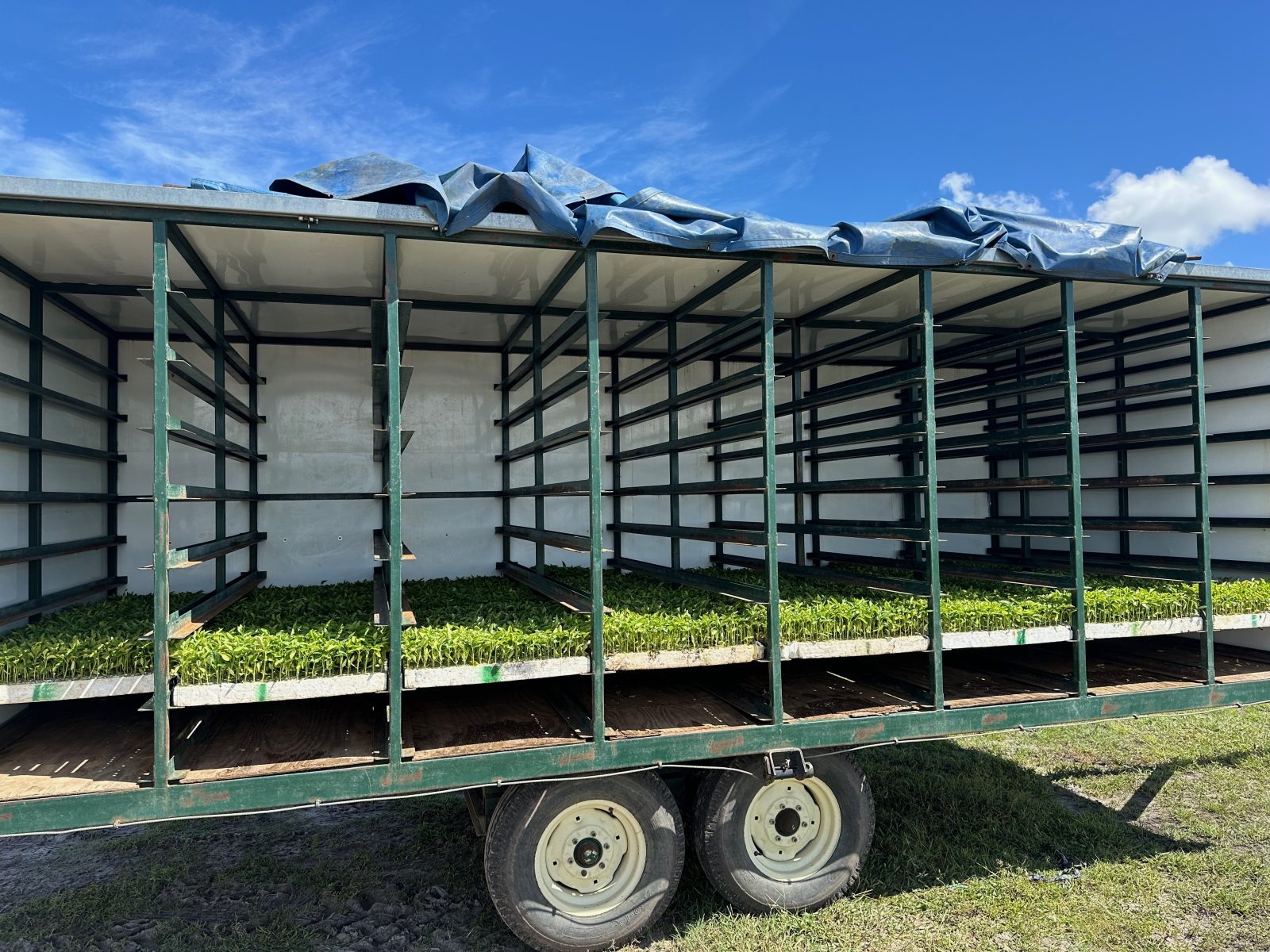 Agrisales greenhouse and transplant photo — img 8332