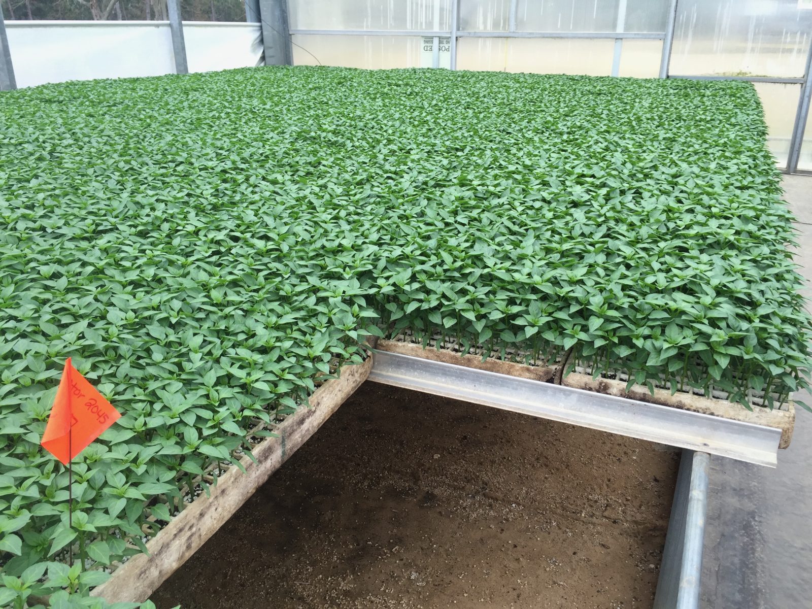 Agrisales greenhouse and transplant photo — q