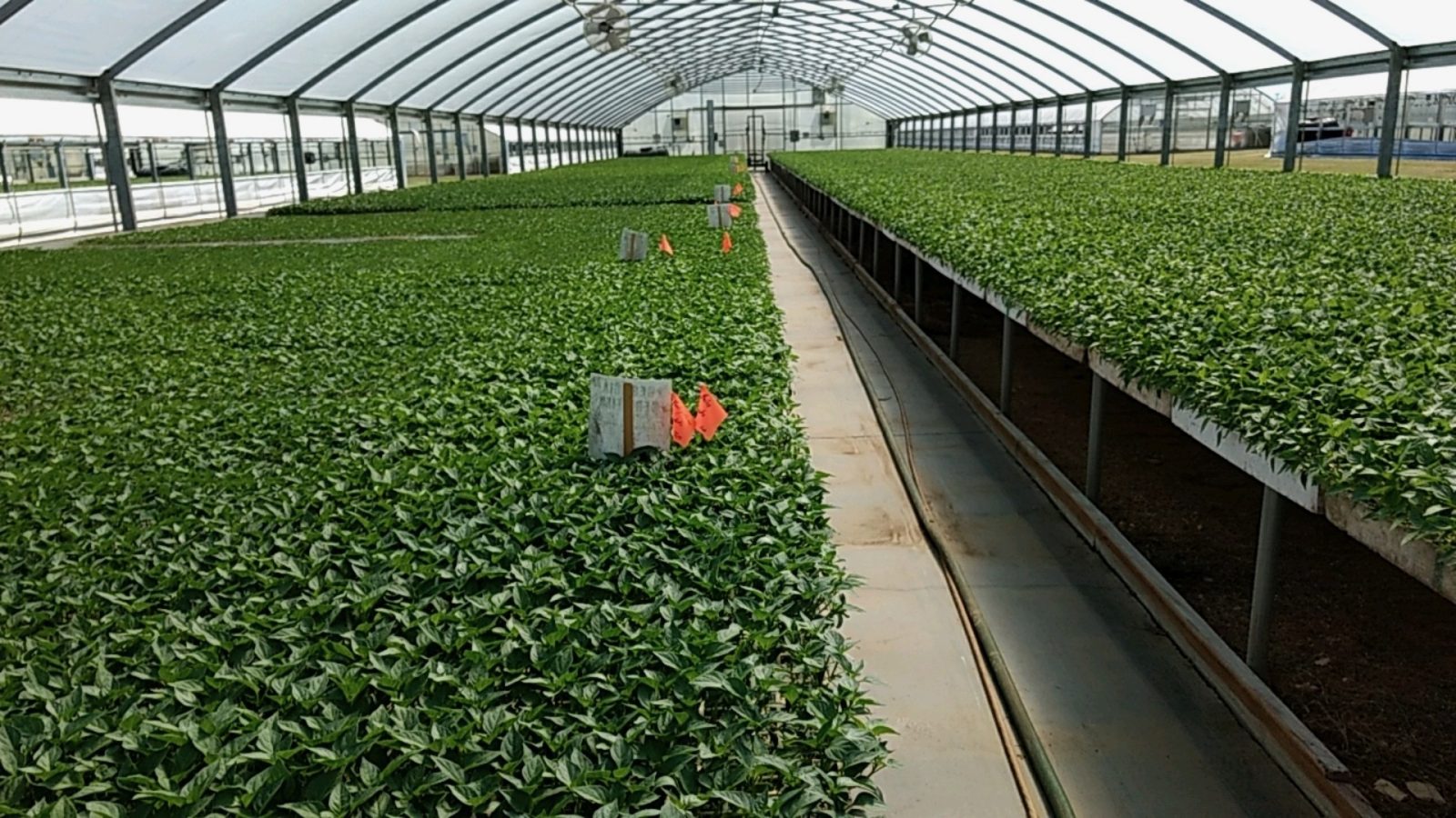 Agrisales greenhouse and transplant photo — r