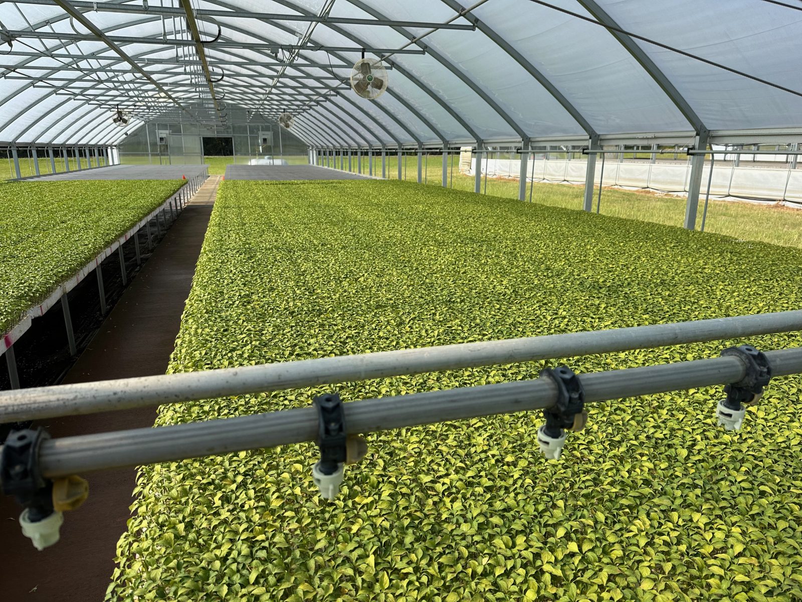Agrisales greenhouse and transplant photo — s