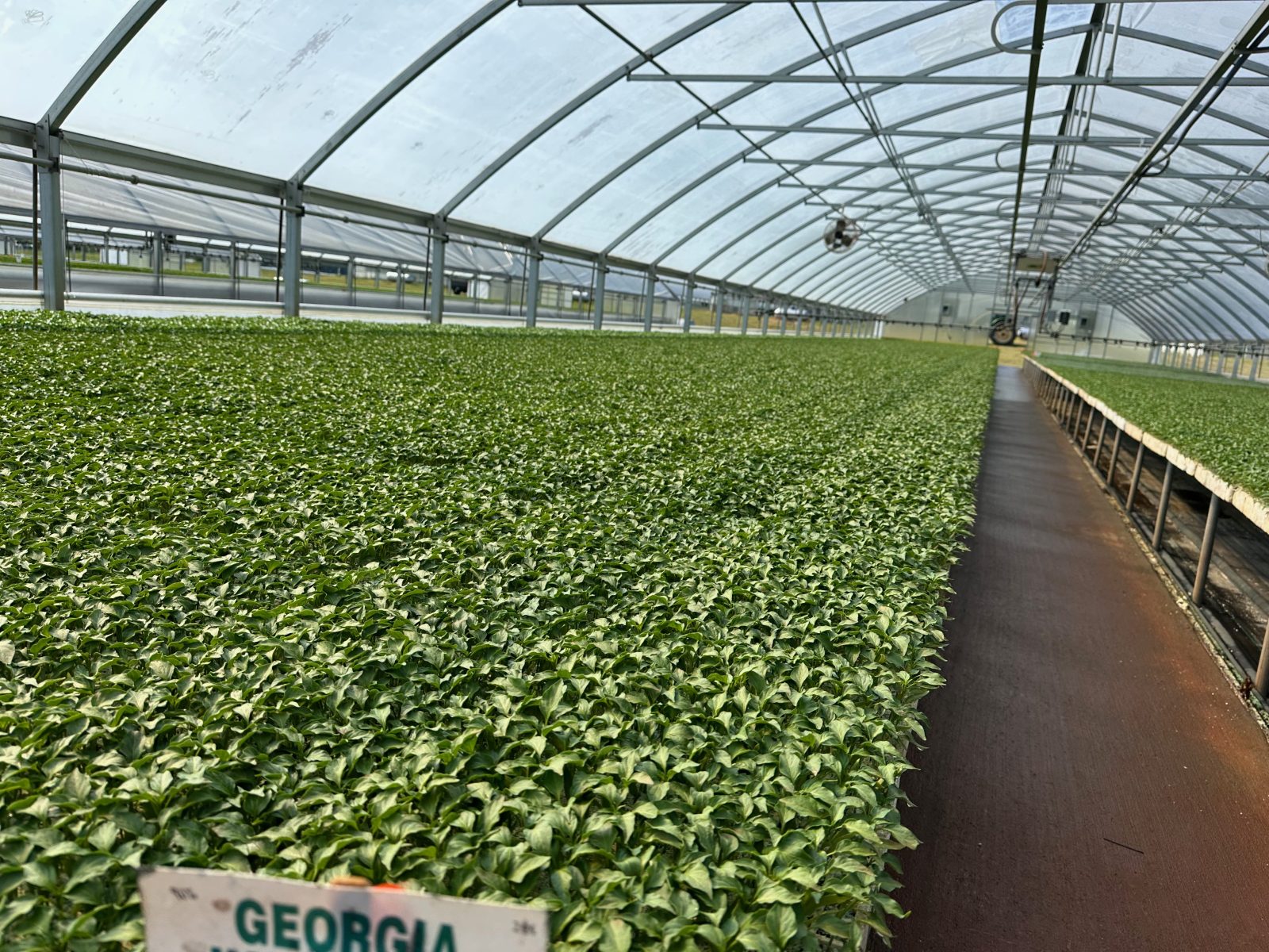 Agrisales greenhouse and transplant photo — t