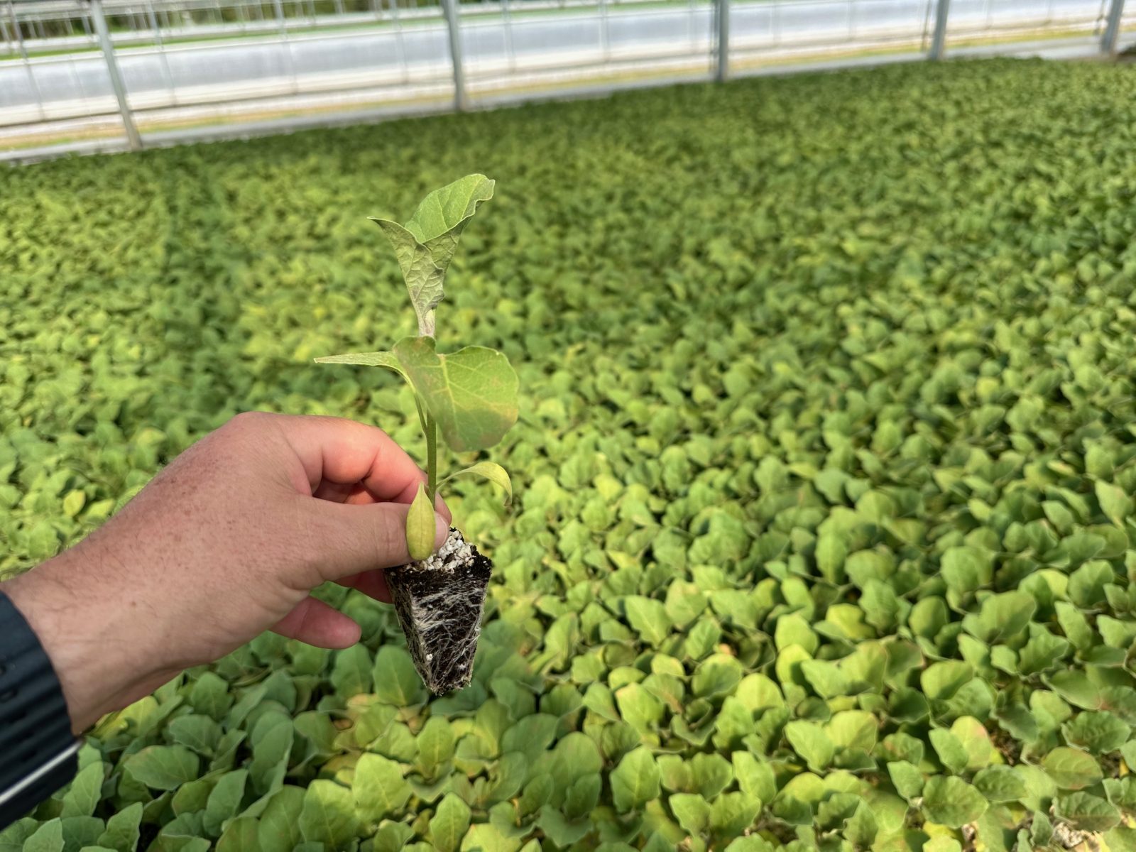 Agrisales greenhouse and transplant photo — u